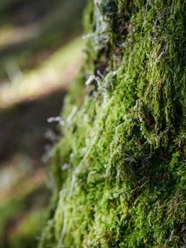 Moss-covered tree trunk with lichen strands 库存照片