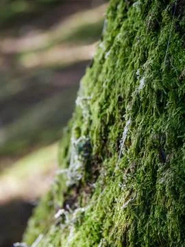 Moss-covered tree trunk with lichen strands Stock Photos