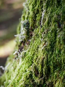 Moss-covered tree trunk with lichen strands Stock Photos