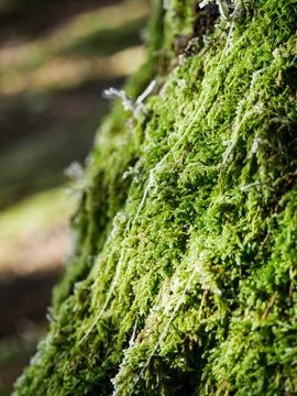 Moss-covered tree trunk with lichen strands Stock Photos