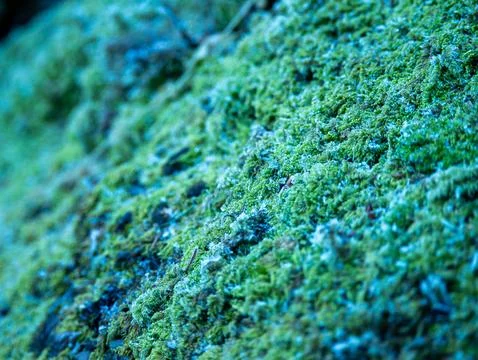 Moss-covered tree trunk with lichen strands Stock Photos