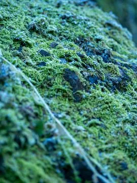 Moss-covered tree trunk with lichen strands Stock Photos