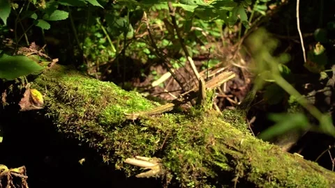 Moss-Covered Tree Trunk in a Lush Green Forest on a Bright Sunny Day Stock Footage 341874126