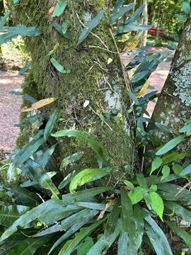 Moss covered tree trunk in lush forest Stock Photos