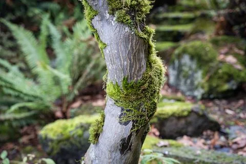 Moss-covered tree trunk in a lush forest Stock Photos