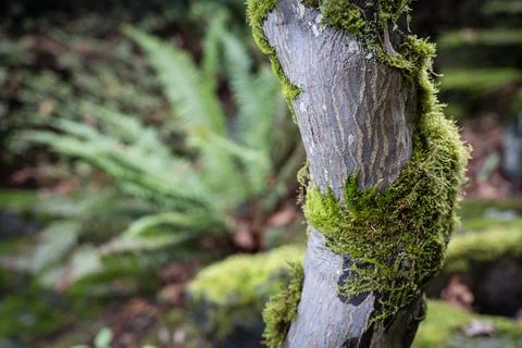 Moss-covered tree trunk in a lush forest Stock Photos