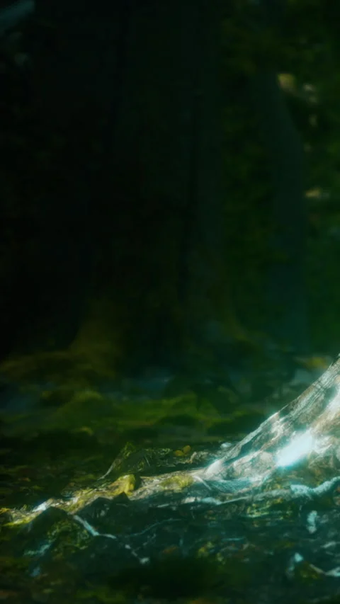 Moss covered tree trunk near a stream in a forest during daylight Stock Footage 346676080