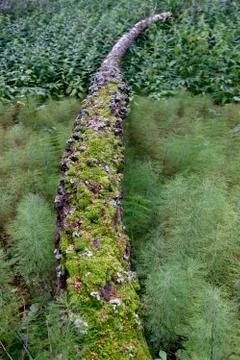 Moss-covered tree trunk Stock Photos