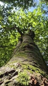 Moss Covered Tree Trunk Reaching Into Forest Canopy Stock Photos