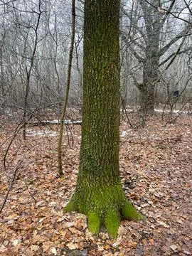 A moss covered tree trunk rises among dry fallen leaves in a quiet winter for Foto stock