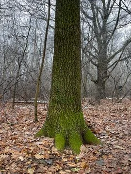 A moss covered tree trunk rises among dry fallen leaves in a quiet winter for Stock-Fotos