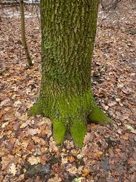 A moss covered tree trunk rises among dry fallen leaves in a quiet winter for 스톡 사진