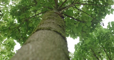 Moss Covered Tree Trunk Rising into Green Canopy, Woodland Floor, Tilt Up Vídeo Stock 340328442