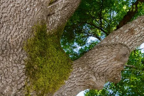 Moss-covered tree trunk in a serene forest during bright daylight Stock Photos