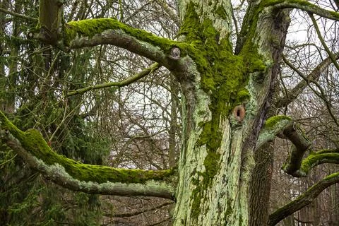 Moss-covered tree trunk with sprawling branches Stock Photos