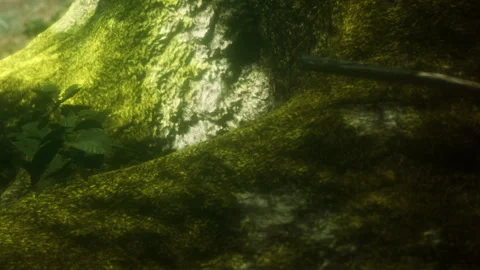 Moss covered tree trunk with sunlight filtering through forest leaves Stock Footage 341790973