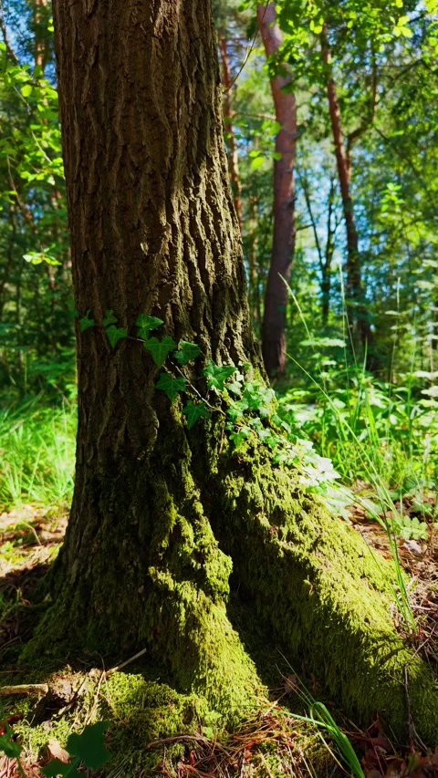 Moss-covered tree trunk in sunlit forest Stock Footage 341388730