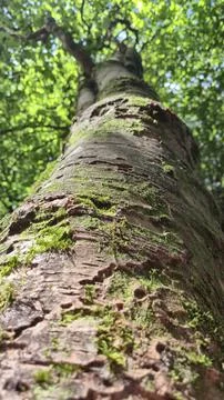 Moss Covered Tree Trunk in Sunlit Forest Stock Photos