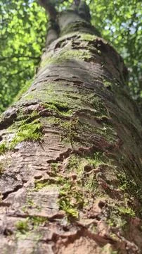 Moss Covered Tree Trunk in Sunlit Forest Stock Photos