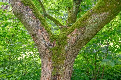 Moss covered tree trunk surrounded by lush green forest vegetation Fotos de archivo