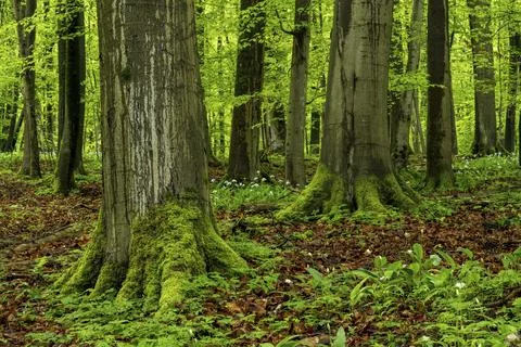 Moss-covered tree trunks and the root systems of mighty old European beech trees Stock Photos