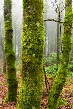 Moss Covered Tree Trunks in Beaworthy Woodland Stock Photos