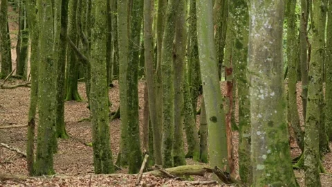 Moss covered tree trunks in a dense forest Stock Footage 338233357