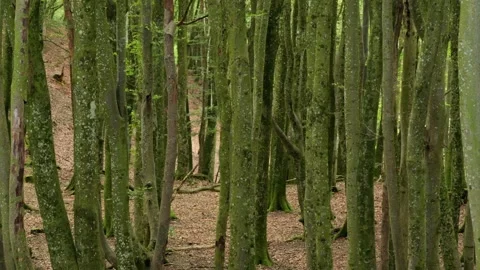 Moss covered tree trunks in dense green forest Stock Footage 338233415