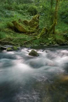 Moss covered tree trunks slowly decompose on the bank of a river Foto stock