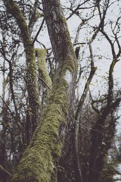 Moss-Covered Tree Trunks in Winter Forest Stock Photos