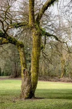 Moss covered tree Washington state parks. Stock Photos