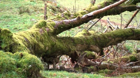 A moss covered tree in the winter snowy forest in Wales, United Kingdom Stock Footage 130349479