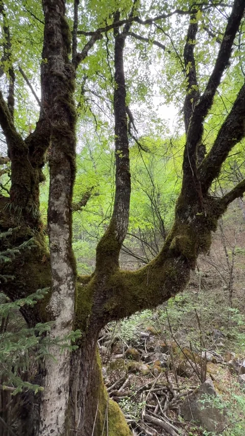 Moss-Covered Trees in a Dense Green Forest at Jiuzhaigou Valley National Park, Vídeo Stock 338037833
