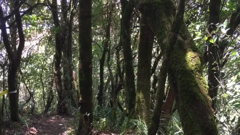 Moss Covered Trees in a Dense Tropical Mountain Forest Stock-Footage 345082747
