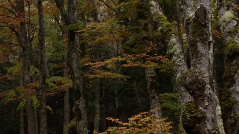 Moss-Covered Trees in Forest. Stock Footage 254524988
