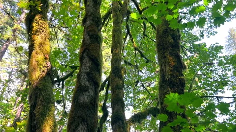Moss-covered trees in a lush green forest. A beautiful shot of tall trees Video stock 289100431