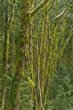 Moss covered trees in a mixed forest, near Squamish, British Columbia, Canada. Stock Photos