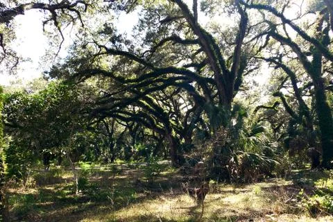 Moss Covered Trees Stock Photos