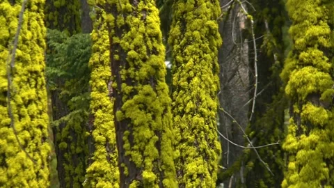 Moss-covered Trees Red Fir (Abies magnifica) In Eldorado National Forest Stock Footage 331603724