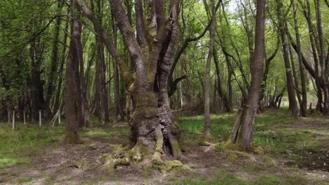Moss-Covered Trees in a Serene Forest Stock Footage 282929822