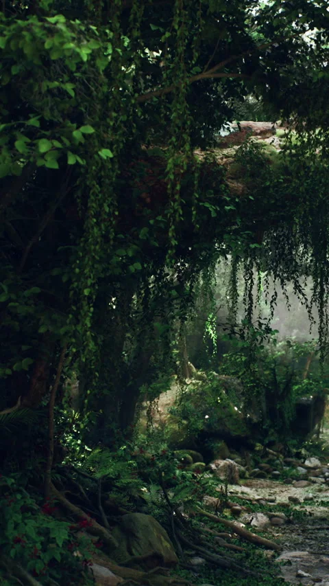 Moss covered trees surround a small path in a deep forest area in the morning Stock Footage 340637159