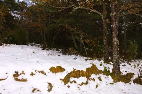 Moss-covered trees in a winter forest Foto stock