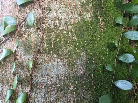 Moss Covered Tropical Tree Bark with Creeping Vines Stock Photos