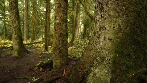 The moss covered trunks of trees in an old growth forest Stock Footage 123299628