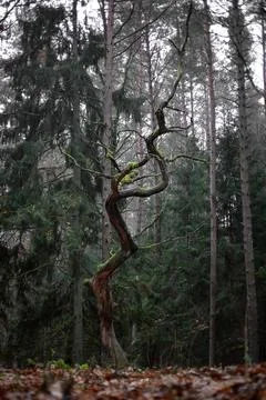 Moss-Covered Twisted Tree Standing Tall in a Misty Pine Forest Stock Photos