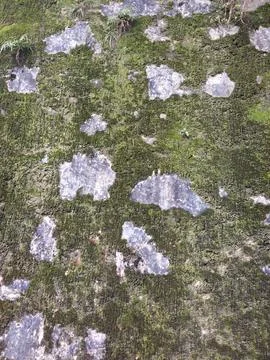 Moss Covered Wall with Weathered Texture Foto stock