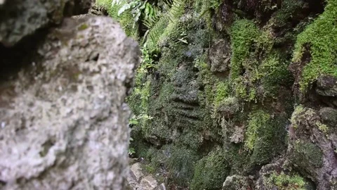 Moss-Covered Waterfall Vídeo Stock 81753500