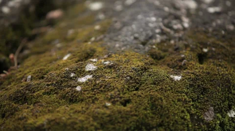 Moss covered wet rocks Stock Footage 35188561