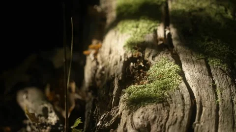Moss-Covered Wood with Dancing Shadows in Forest Light 動画素材 289237859