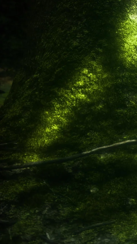 Moss covering the base of a tree in a forest during daytime light Stock-Footage 334262362